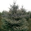 picea (17)